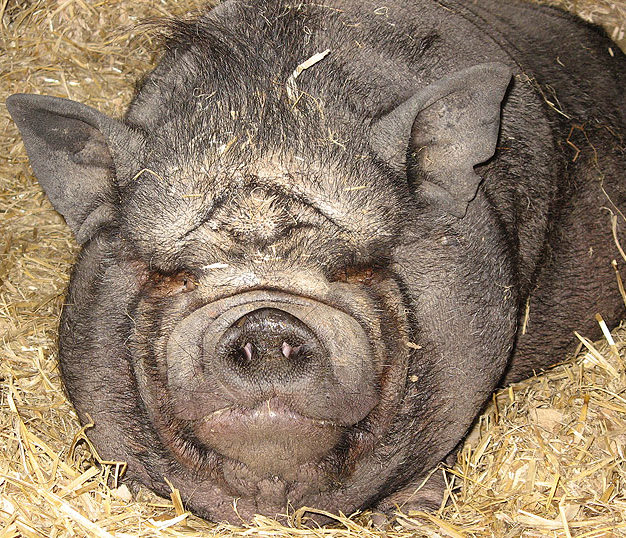 pot belly pug pot belly pig food list images pot belly pug pot belly pig food list images